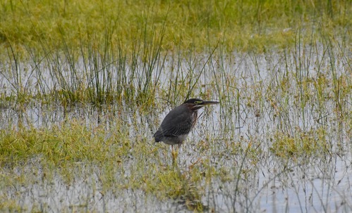 Green heron rests in the flooded grass adjacent to the Oregon Inlet Fishing Center.