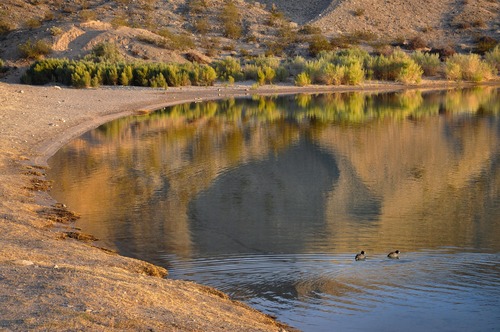 Trees and mountains reflected in water