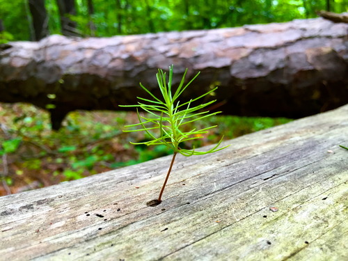 A pine sappling grows out of a tree at Kennesaw Mountain National Battlefield Park.