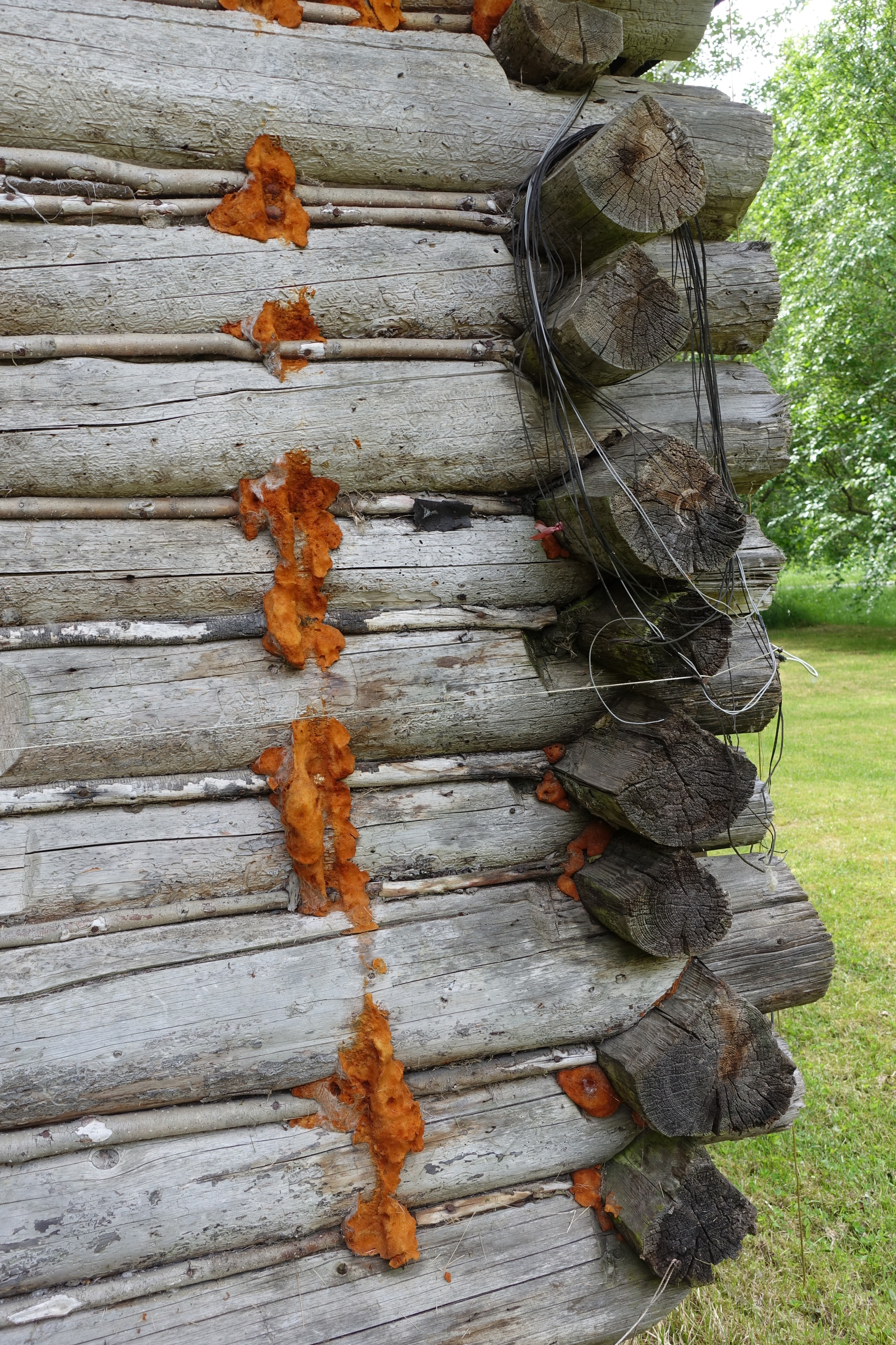 Detail shot of the McDermott Cabin, orange material is visible between the logs.