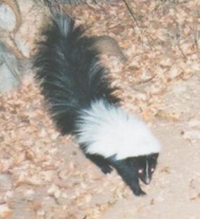 hooded skunk