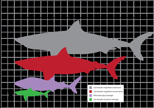 Size comparison of Carcharodon carcharias (Great White Shark; Average size under 6 m and a largest size 6.4 m, possibly to over 8.) Rhincodon typus (Whale shark; Average size between 9-10m, some specimens over 12 m. A largest verified specimen is 12.65 m, however, several specimens over 18 m in length have been reported) and Carcharodon megalodon (Average estimated adults size about 15-20 m and the largest estimated size 20.3 m, and a largest size of 20.3 m was extrapolated from ontogenetic trends of the great white shark by Gottfried et al. 1996) to a human Homo sapiens (~1.8m). C. megalodon is only known from teeth and vertebrae, the silhouette shown here is speculative.
