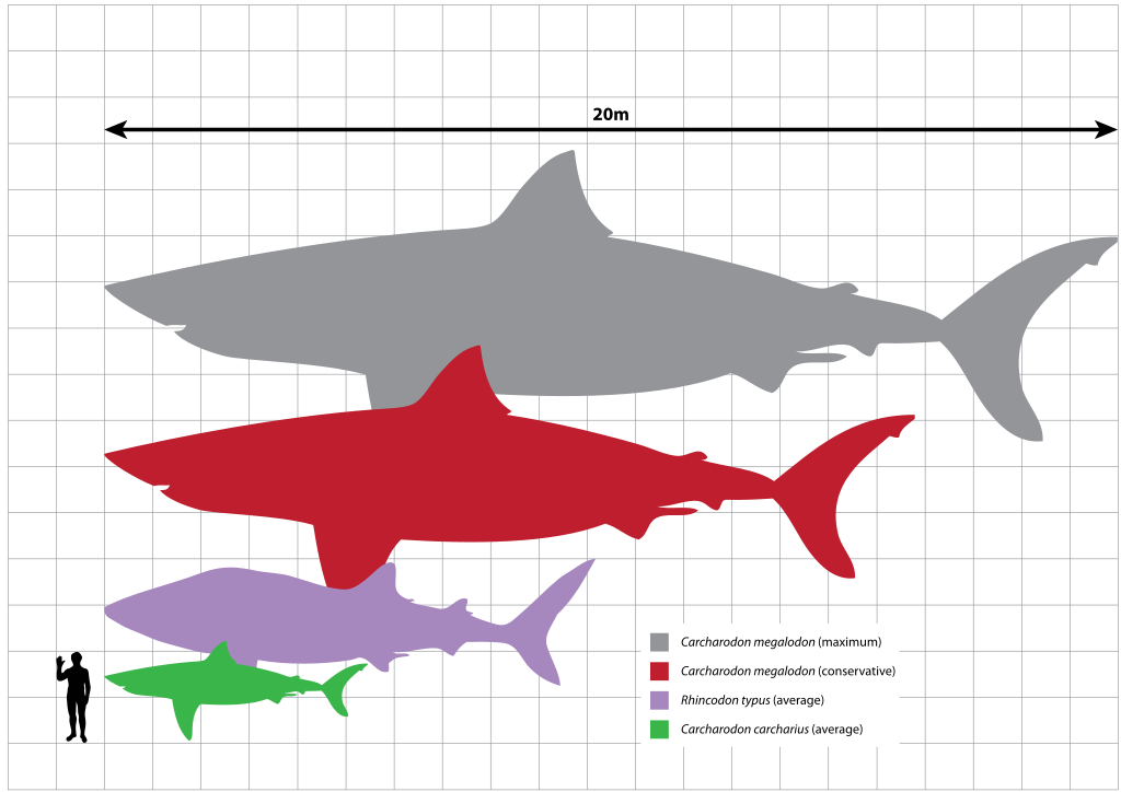 Size comparison of Carcharodon carcharias (Great White Shark; Average size under 6 m and a largest size 6.4 m, possibly to over 8.) Rhincodon typus (Whale shark; Average size between 9-10m, some specimens over 12 m. A largest verified specimen is 12.65 m, however, several specimens over 18 m in length have been reported) and Carcharodon megalodon (Average estimated adults size about 15-20 m and the largest estimated size 20.3 m, and a largest size of 20.3 m was extrapolated from ontogenetic trends of the great white shark by Gottfried et al. 1996) to a human Homo sapiens (~1.8m). C. megalodon is only known from teeth and vertebrae, the silhouette shown here is speculative.
