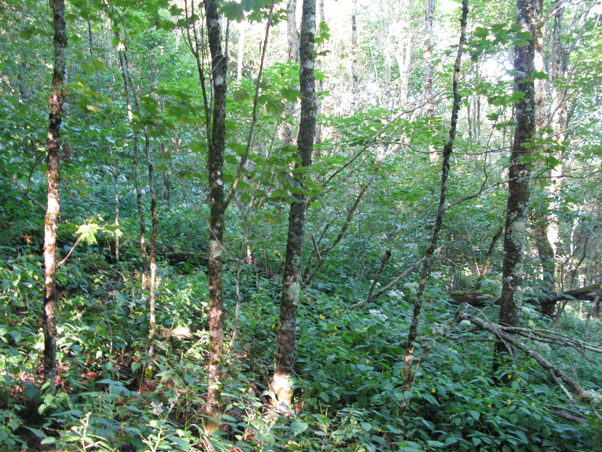 GRSM Accuracy Assessment. Plot Code: GRSM_AA_0252_5