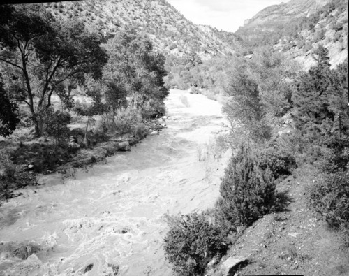 Virgin River on the rampage near the Zion Museum.