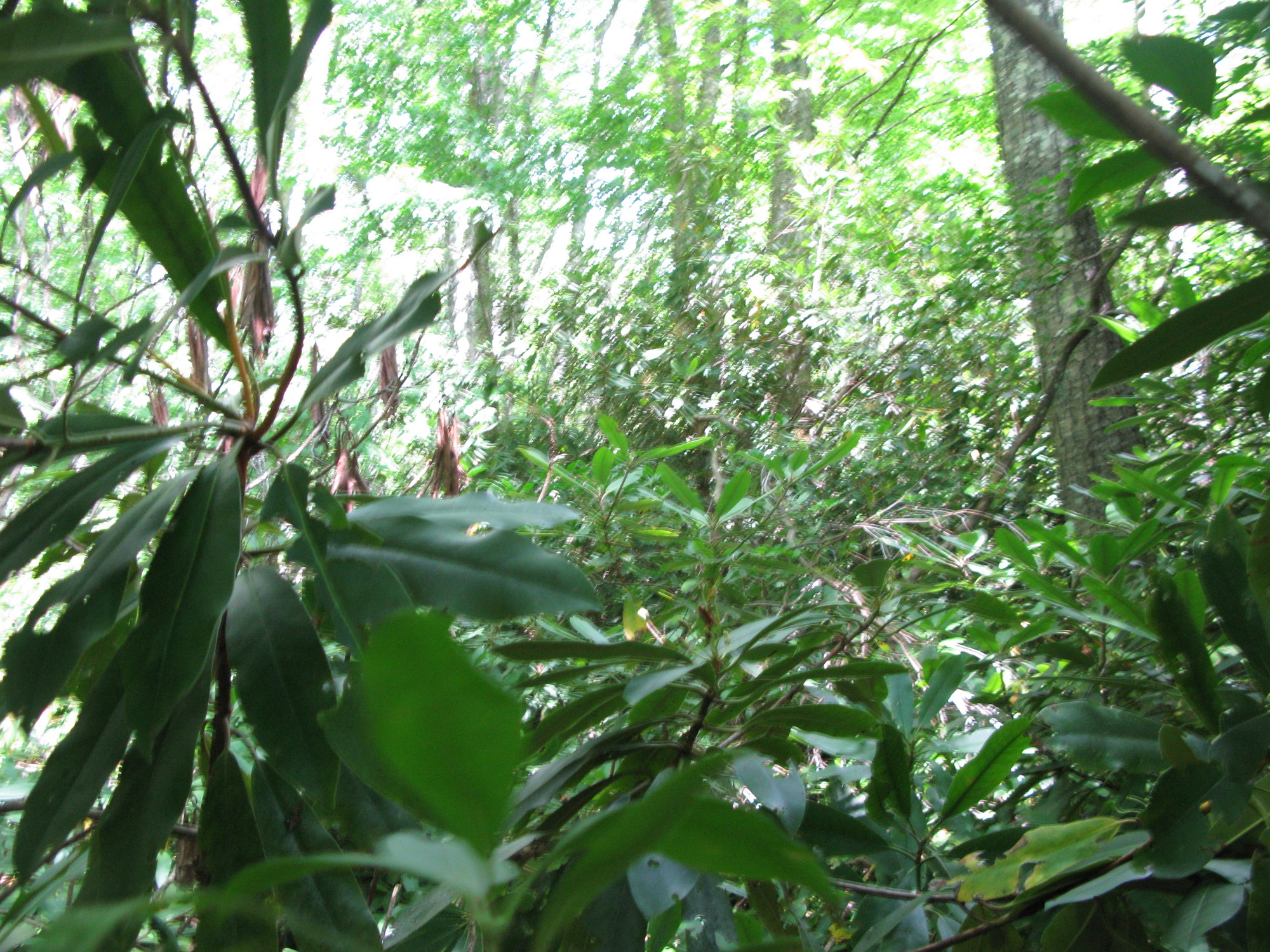 GRSM Accuracy Assessment. Plot Code: GRSM_AA_0197_2