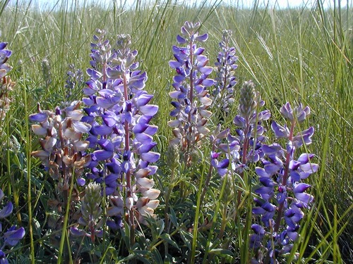 Platte lupine (June to July) Lupinus argenteus