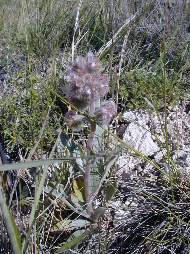 Scorpionweed (Late May - June) Phacelia hastata