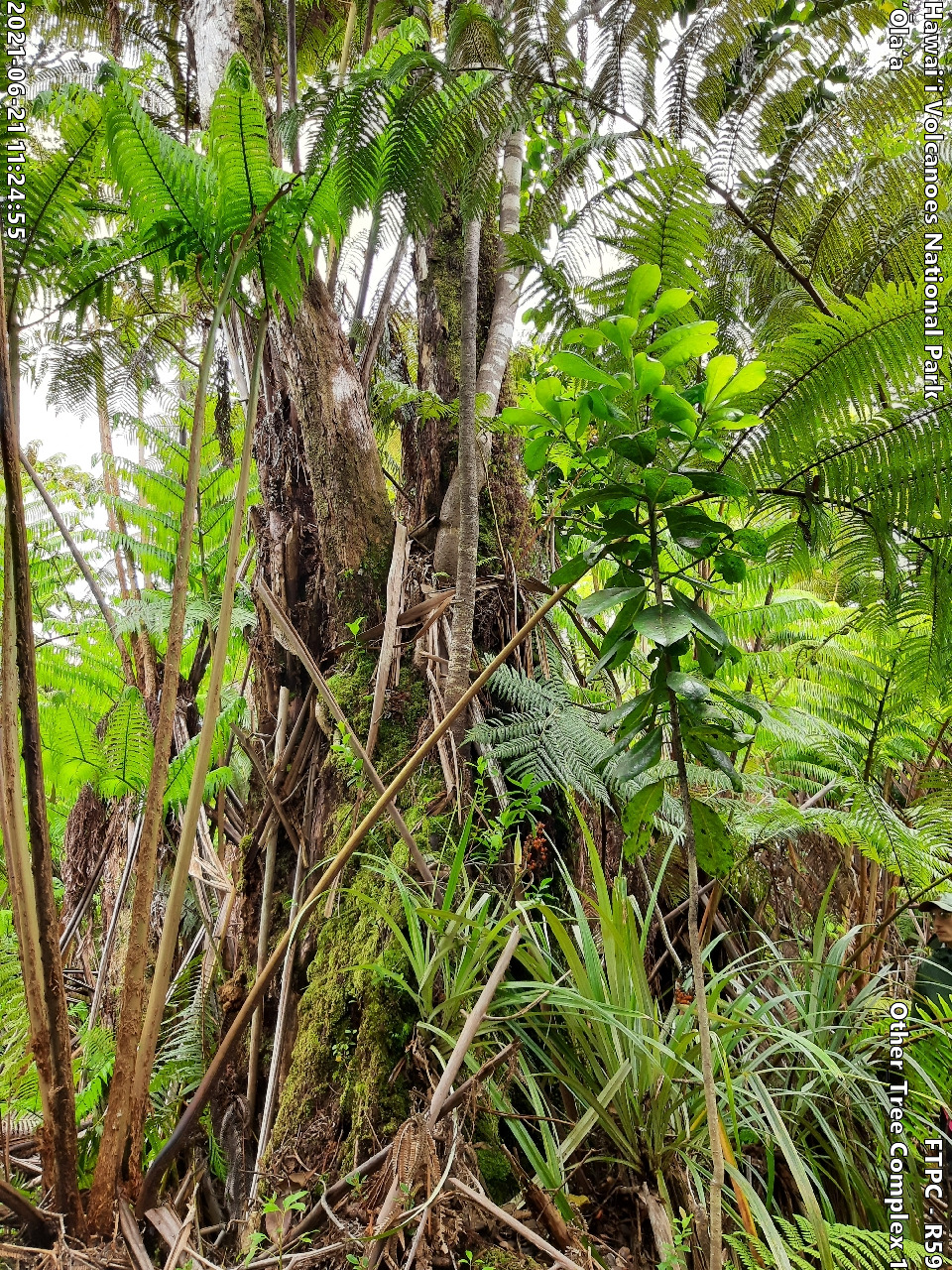 Photo of a phenomenon at the monitoring site. Phenomena may include a unique growth form of a plant, a tree complex (often a tight cluster of trees growing intertwined due to previous epiphytic growth) signs of pests or disease on a plant, signs of pig damage within the forest, or other unforeseen phenomenon. A short description is typically included in the photo subject after the keyword "Other".