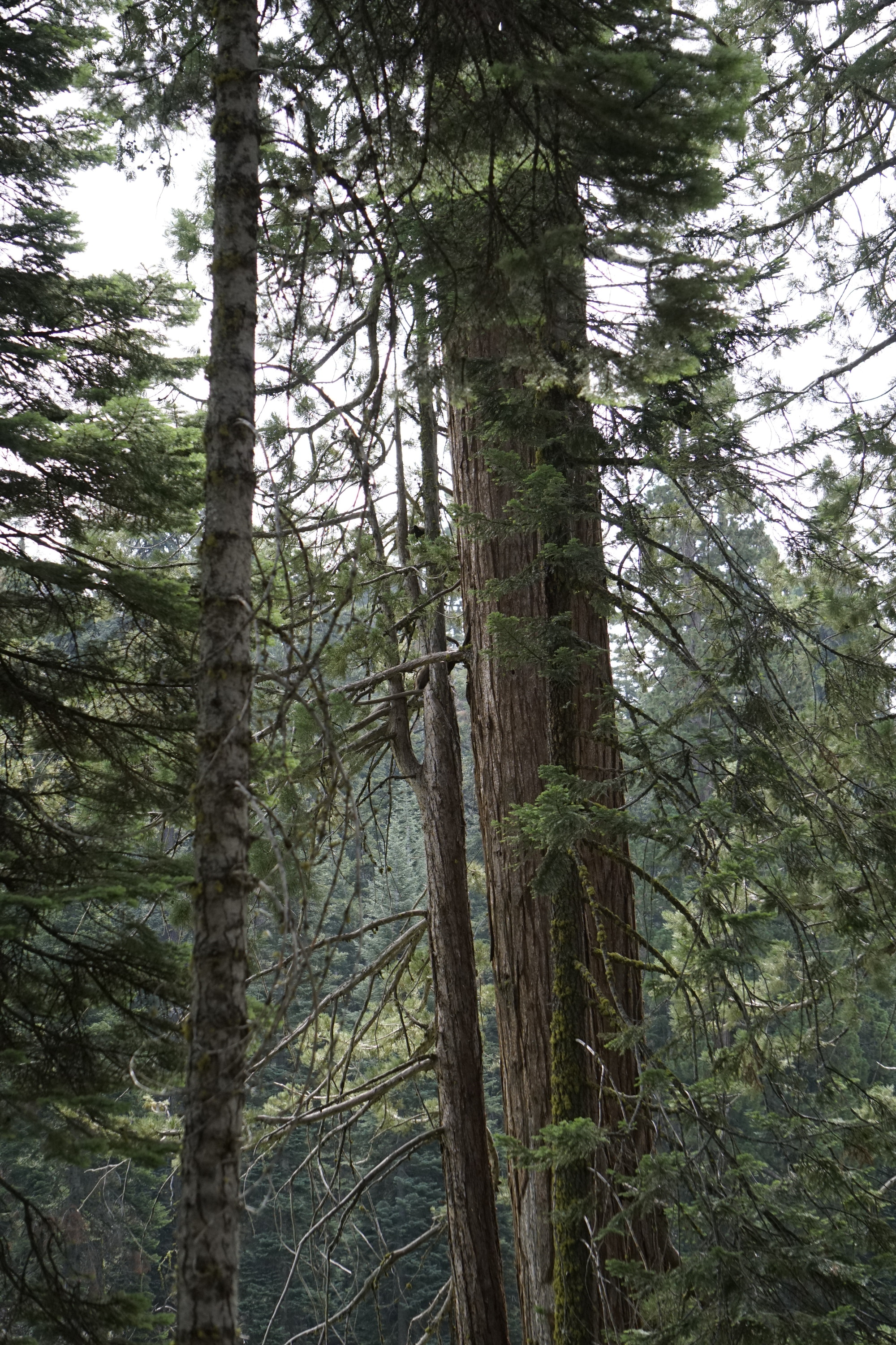 A giant sequoia tree grows in the distance in front of it are smaller moss covered trees. 
