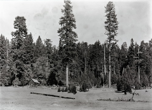 Hazel Green Meadow. Big Oak Flat Road.