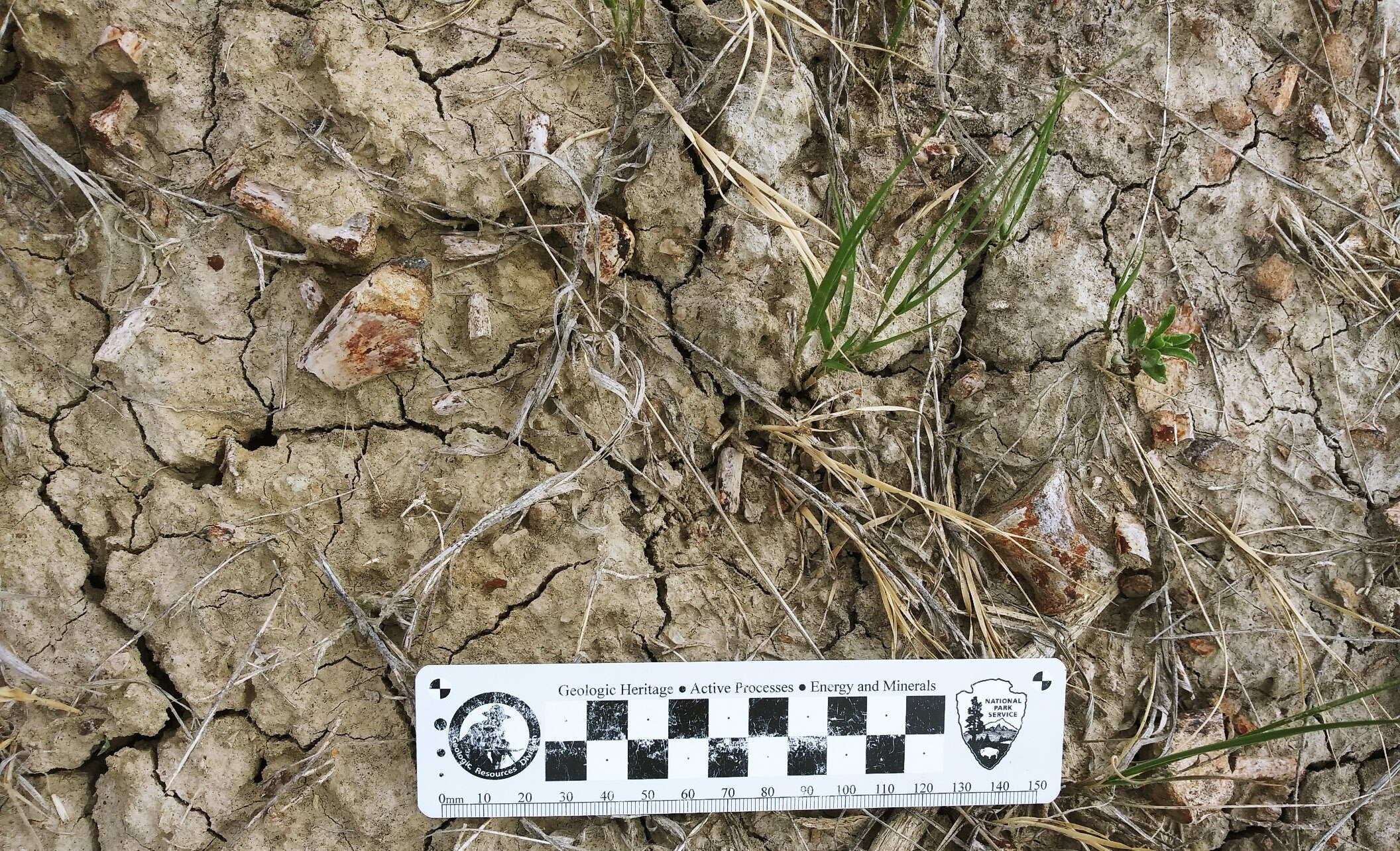 Figure 34. A photo of reptile bones observed in the field.