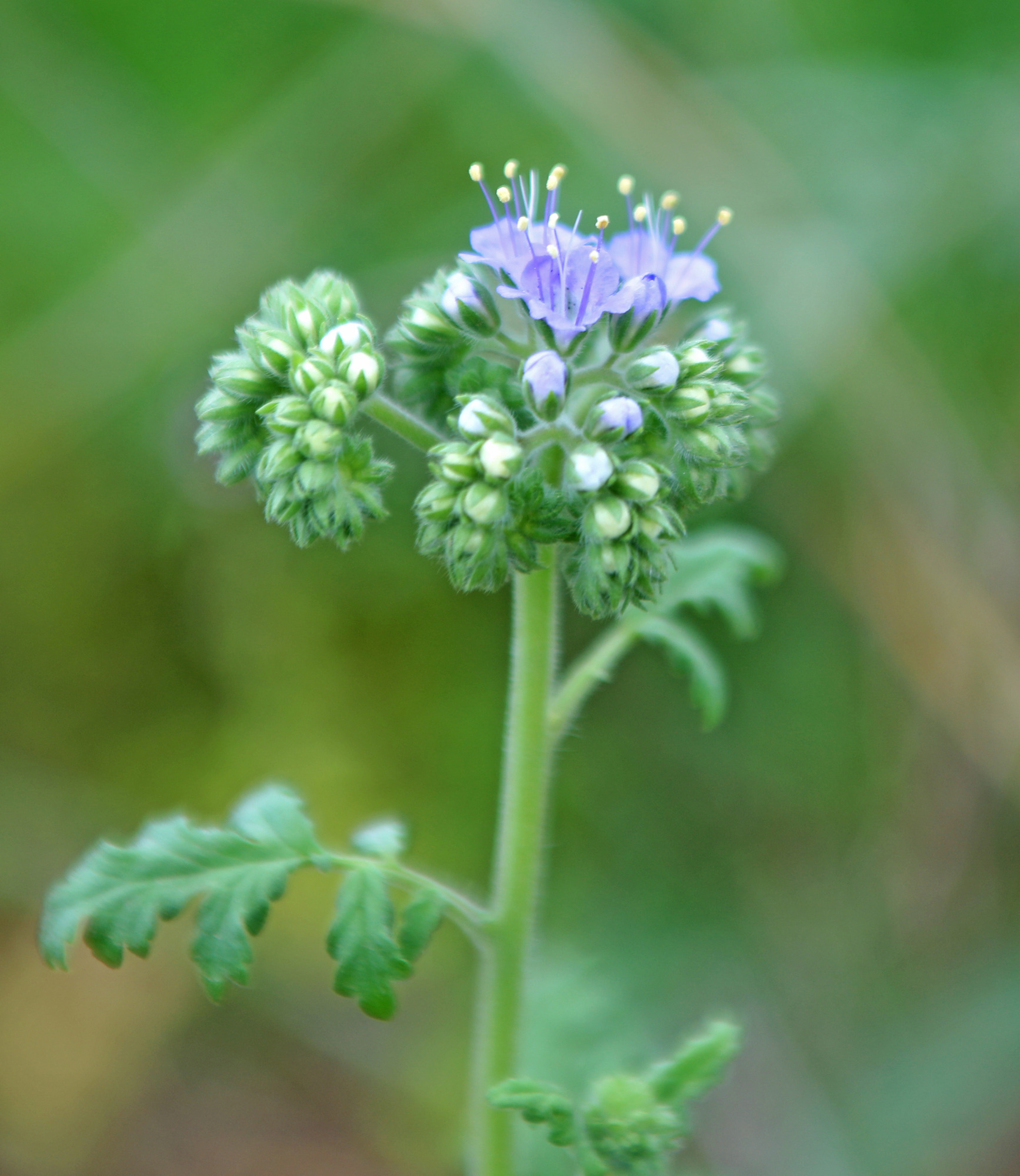 a close-up of a purple flower 