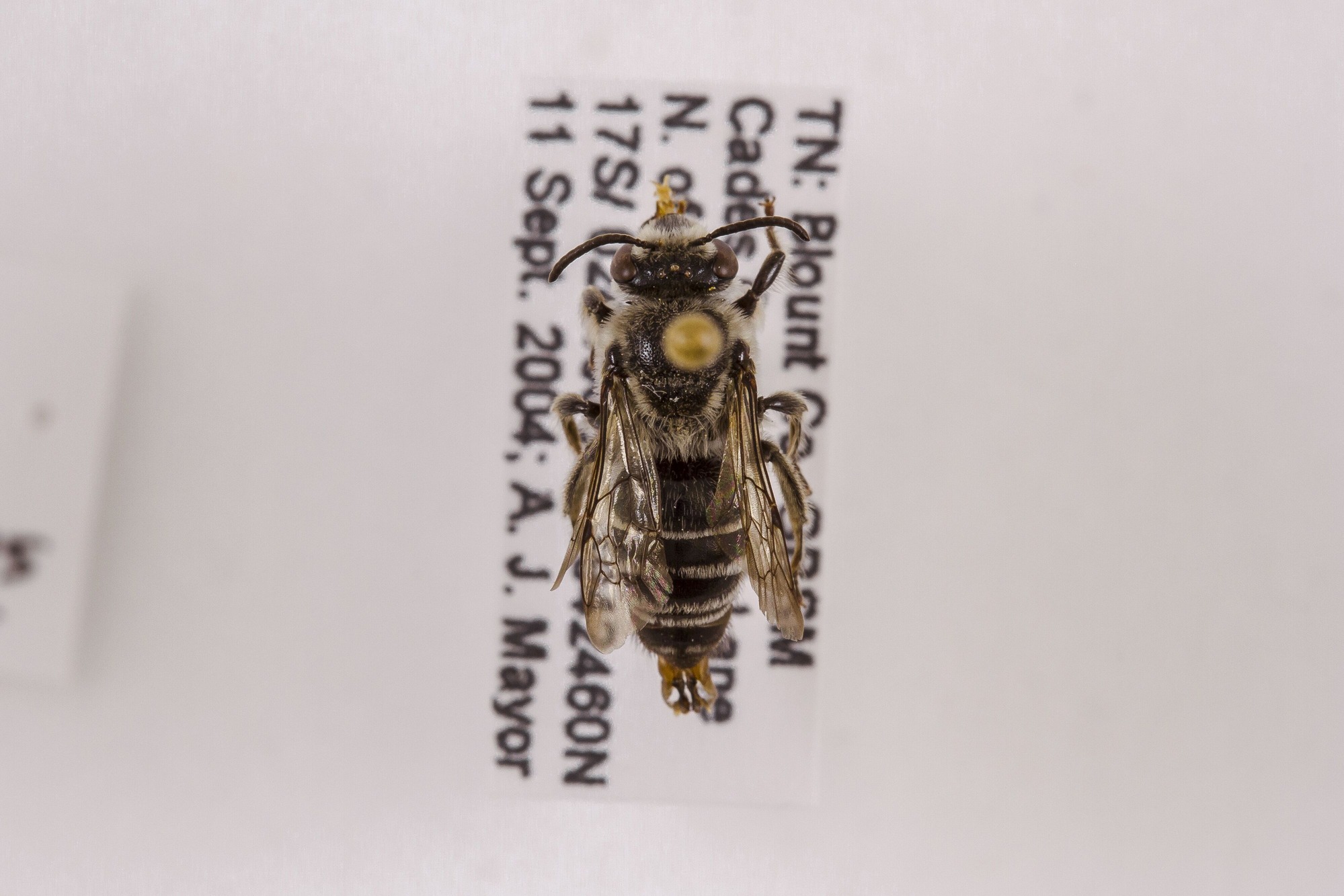 Image of Colletes latitarsis, a species of Animalia