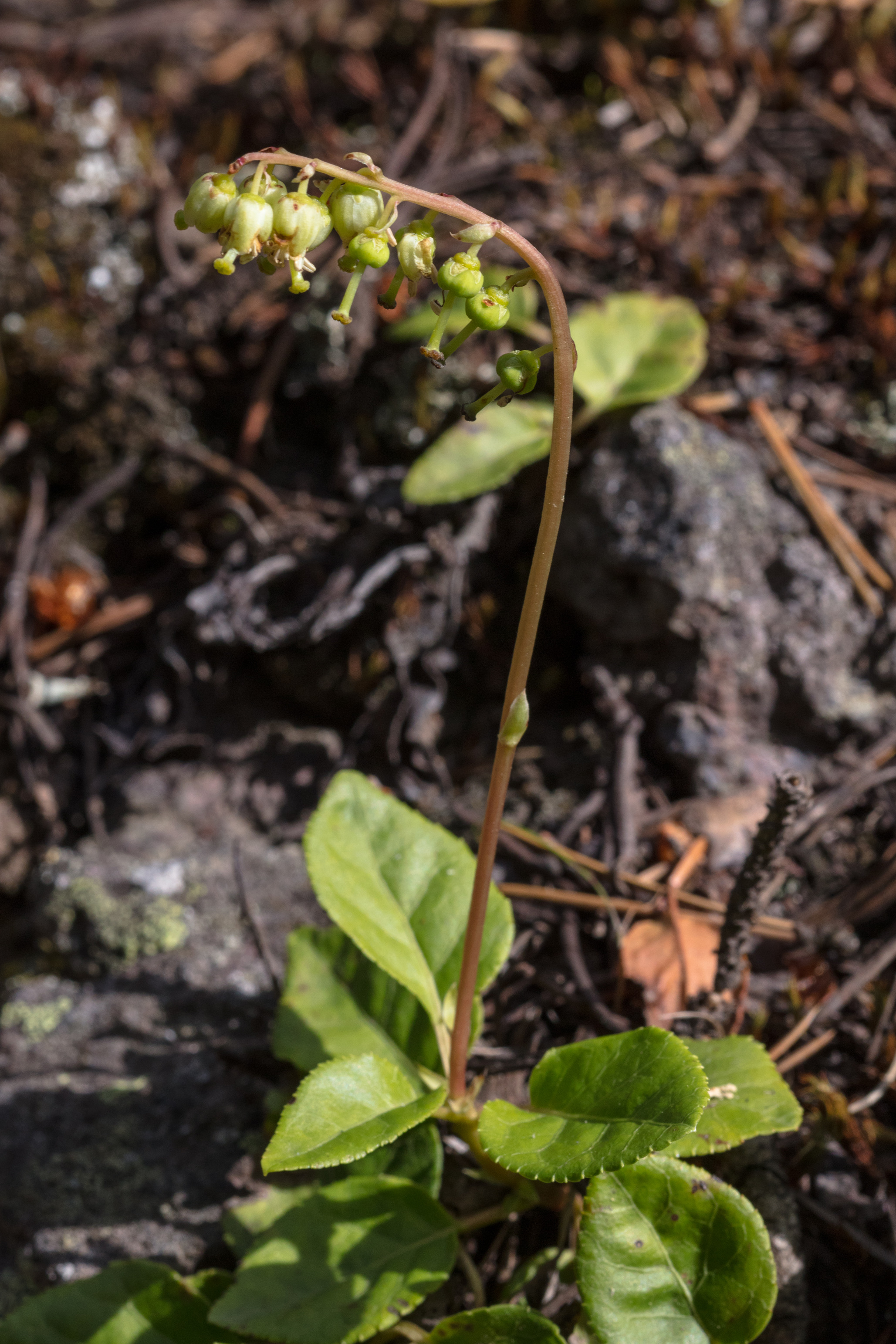 Green flowers hang from a bent over stalk