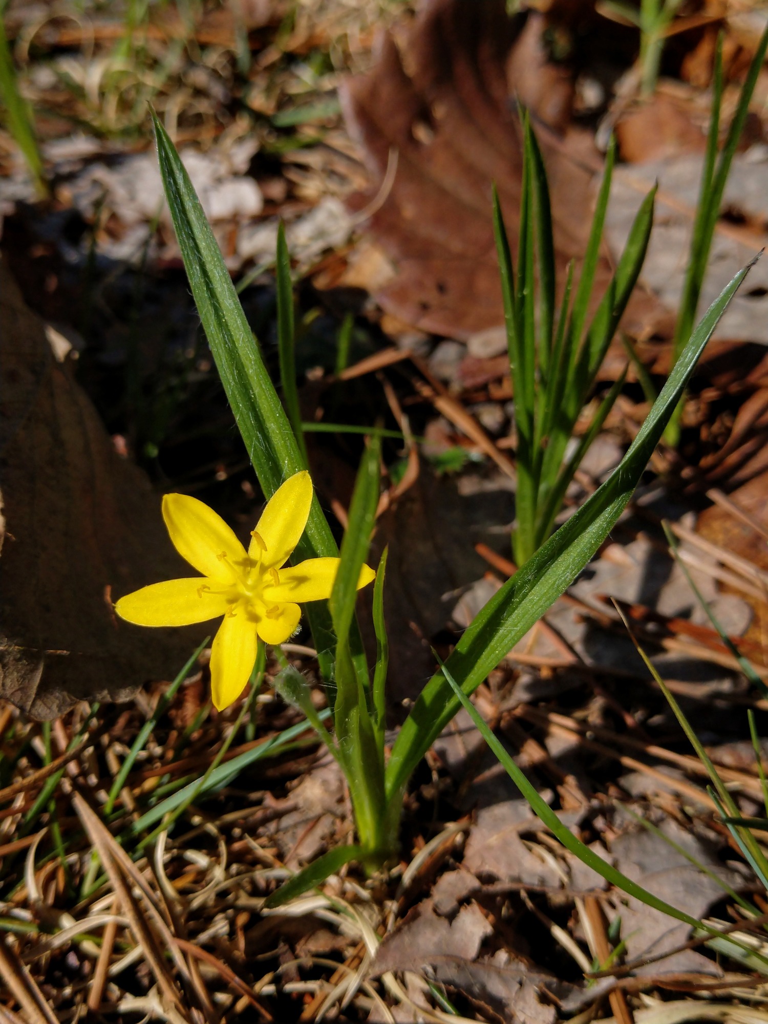 Yellow Stargrass