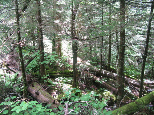 GRSM Accuracy Assessment. Plot Code: GRSM_AA_0494_6