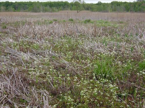 Restoration of the Biological Resources of the Cowles Bog Wetland Complex (Indiana Dunes National Park):Phase II-Fen Recovery (2007-2010)