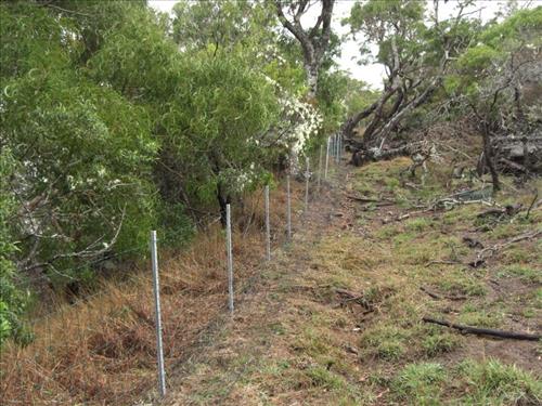 Supporting Images for PMIS#16750 - Mitigate feral animal ingress to protect recovering Haleakala Rainforest