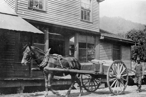 historic photo of horse and wagon in front of a store