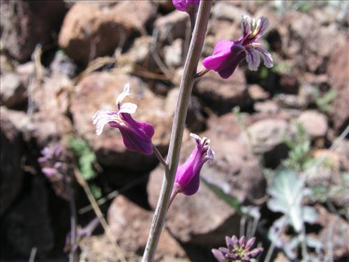 Streptanthus carinatus. Big Bend National Park, Route 13, mile 15. February 2005