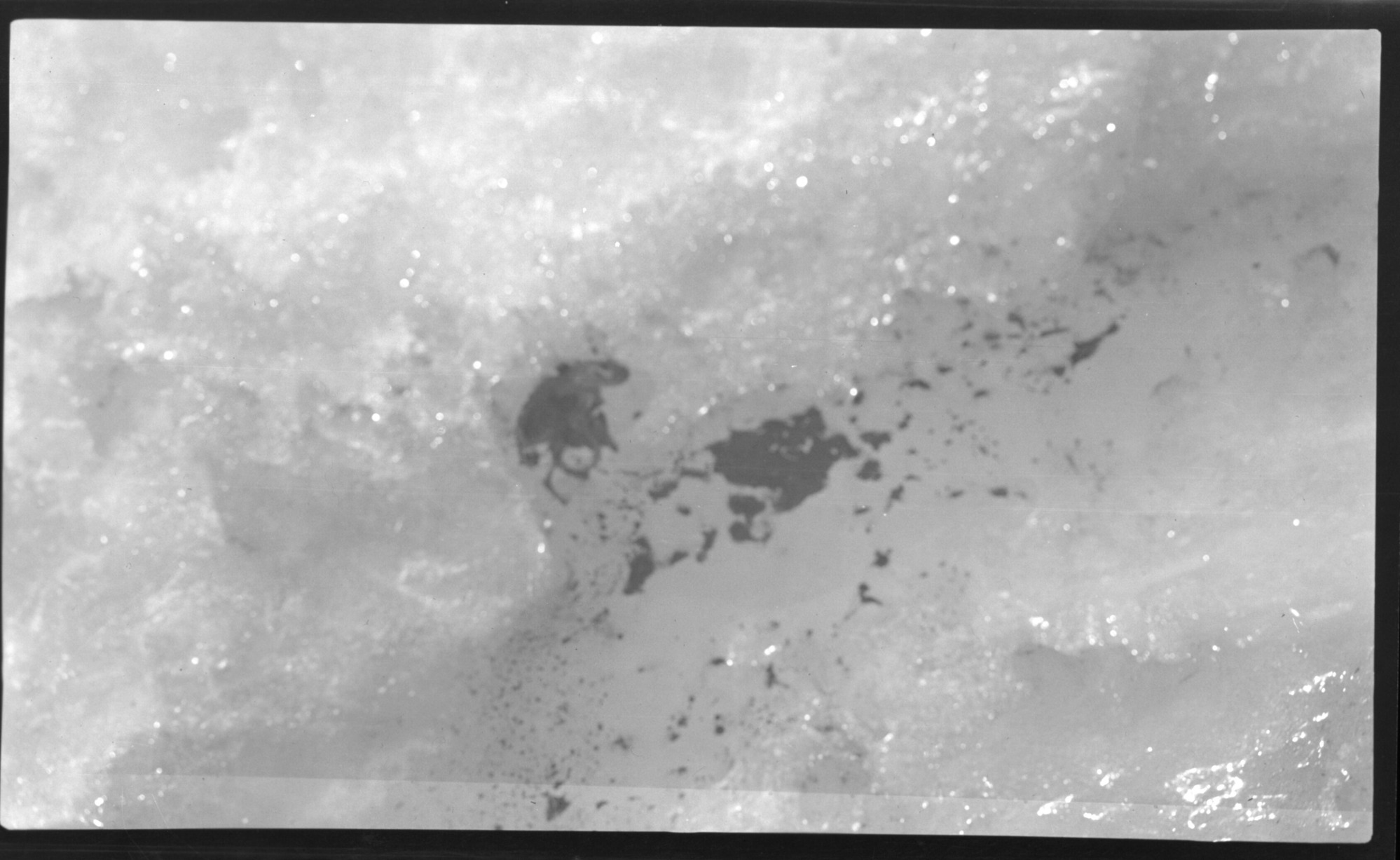 Yosemite Cony in Lyell Glacier