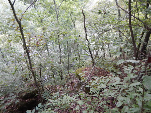 GRSM Accuracy Assessment. Plot Code: GRSM_AA_0579_6