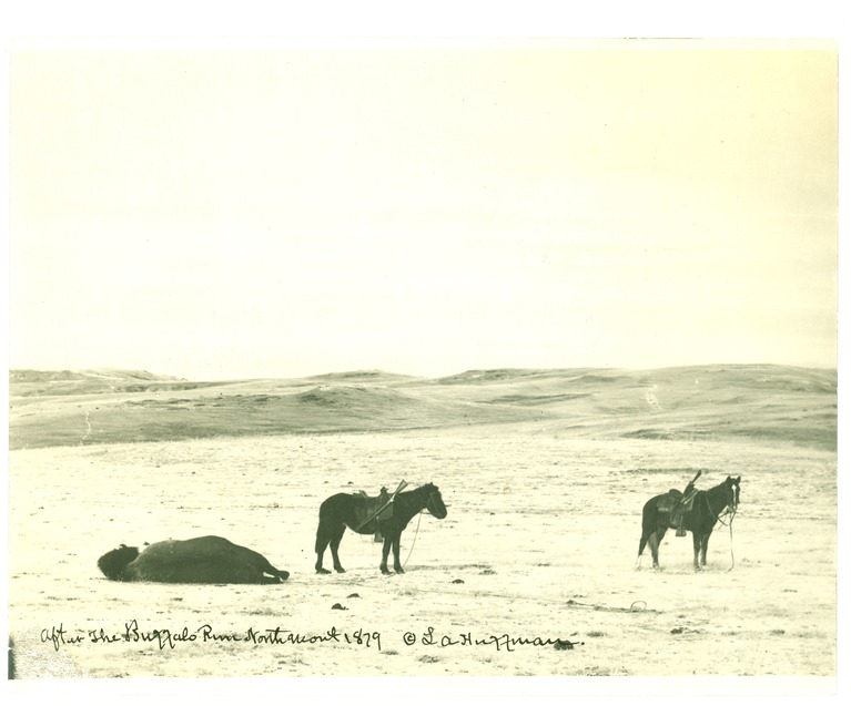 Buffalo Carcass and Horses