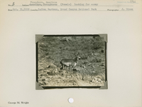 hfca_1607_iva_013_10_002_1744_a. Antelope [American Pronghorn]: (Female) looking for enemy.. Locality: Indian Gardens, Grand Canyon National Park. Negative #: 1744