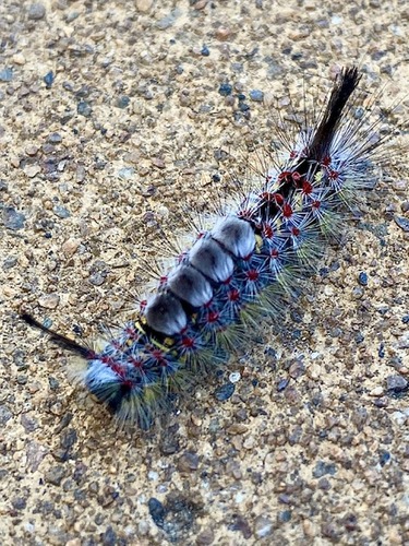 The image shows a close-up of a caterpillar on a rough, textured surface, possibly concrete or a stone path. The caterpillar is quite colorful and has a fuzzy appearance. It has a series of tufts or bristles along its body, with prominent black and white tufts at both ends. The body is primarily gray with red and yellow markings, and there are four distinct white tufts along its back. The caterpillar's bristles give it a somewhat spiky look.