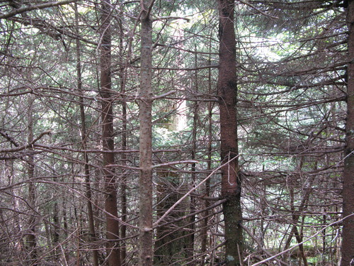 GRSM Accuracy Assessment. Plot Code: GRSM_AA_0176_4