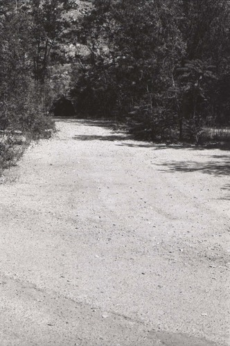 Tree-lined dirt road in the South Campground.
