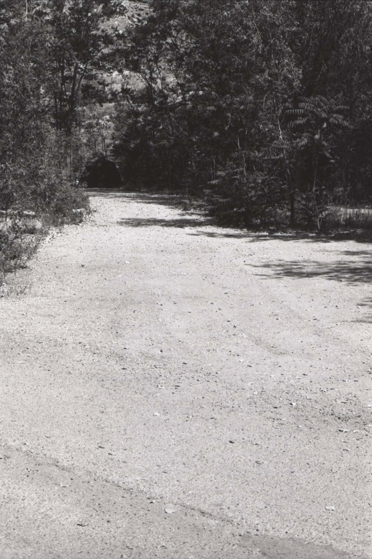 Tree-lined dirt road in the South Campground.