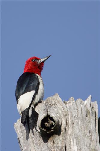 Red-headed woodpecker in Cuyahoga Valley National Park