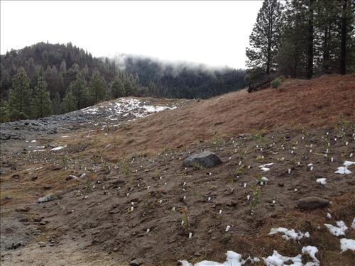 Crystal Creek Quarry Rehabilitation - Planting Pockets - Winter, 2012