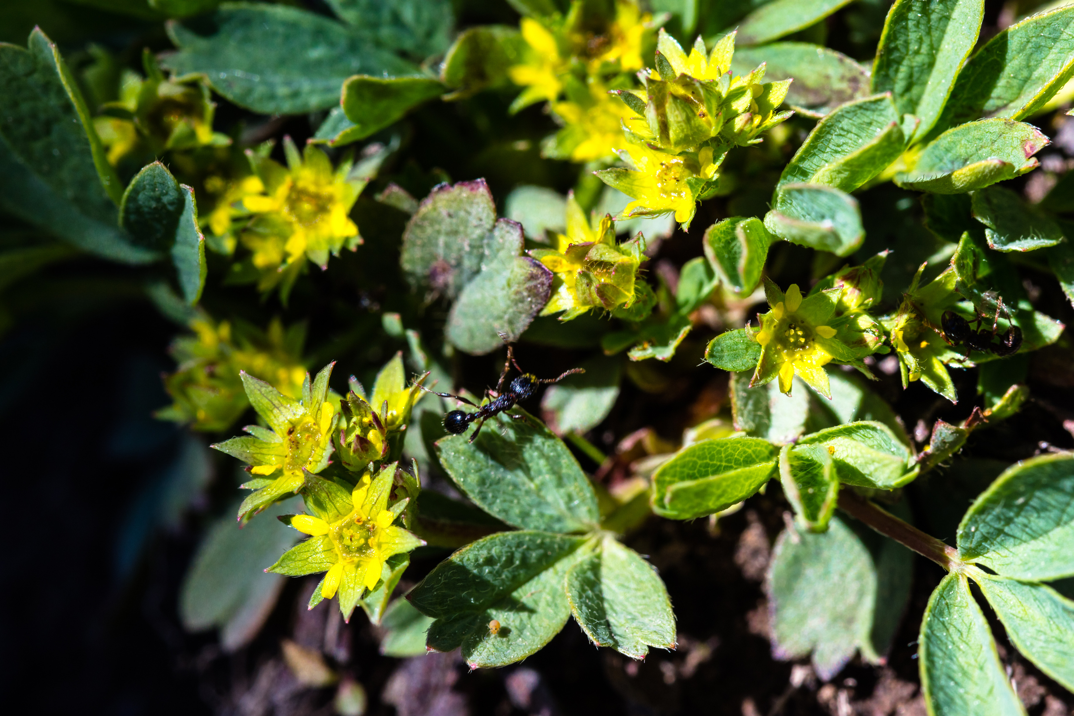 Small yellow flowers in dense greenery