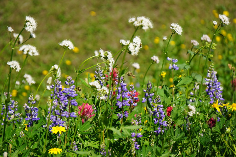 Closeup of a patch of wildflowers with tall yellow arrowleaf groundsel, deep blue lupine, pale pink subalpine daisy and a patch of leafy false hellebore. 