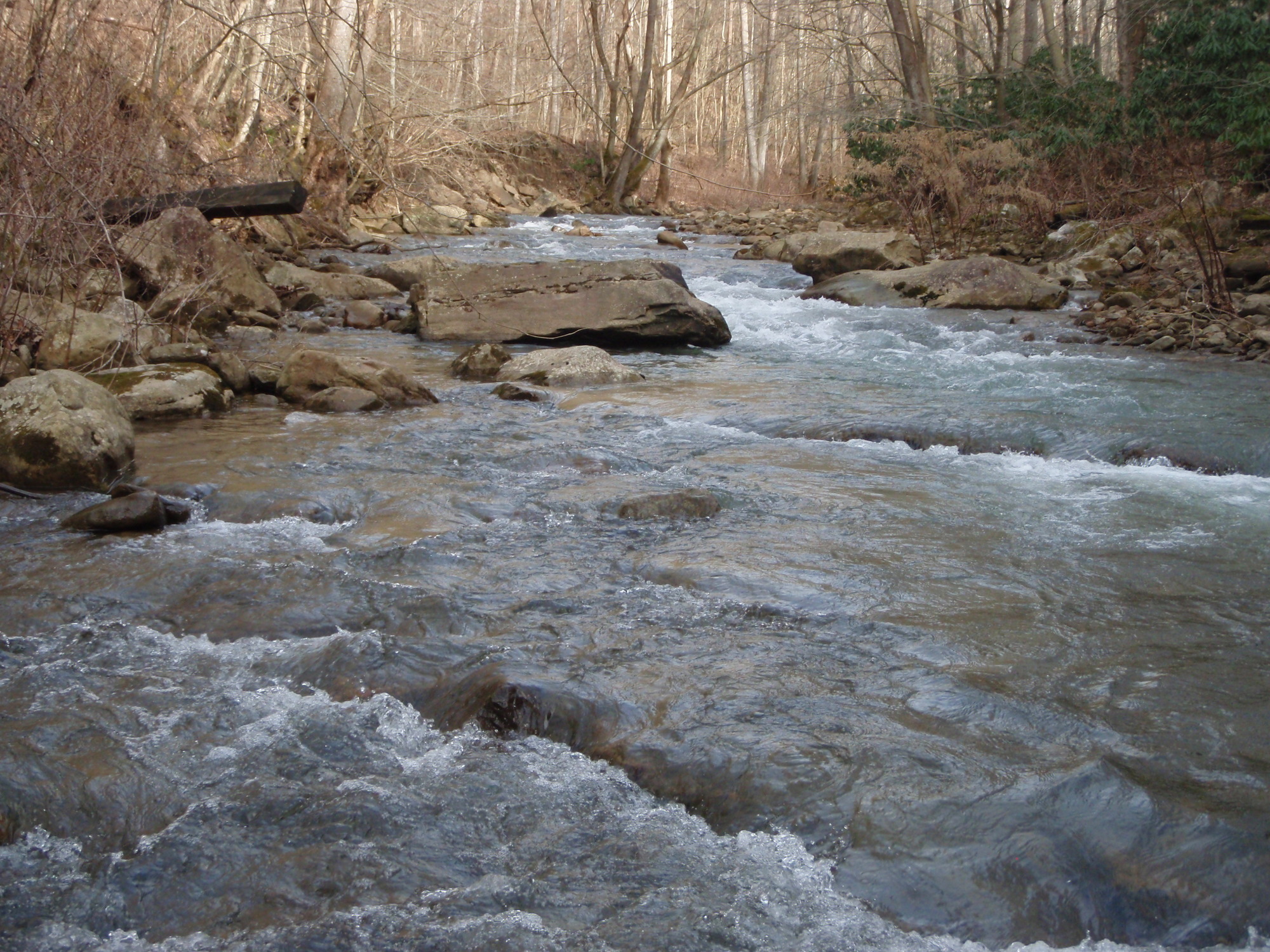 Site visit photo showing the upstream (UP) or downstream (DN) view of a wadeable stream reach taken during benthic macroinvertebrate monitoring at New River Gorge National Park and Preserve.