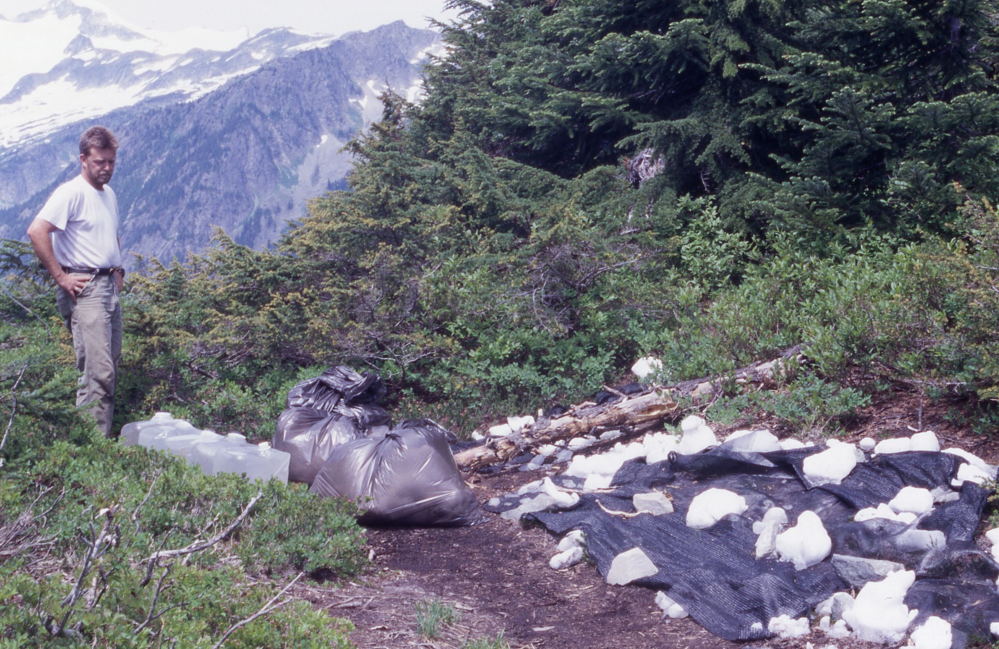 Bare area surrounded by shrubs, pines and other trees. Shade cloths weighed down by rocks, garbage bags, and jugs of water cover the area. A project member looks down at the garbage bags and jugs. In the background are mountains.