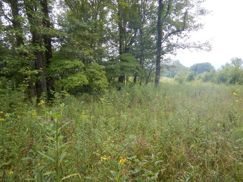 GRSM Accuracy Assessment. Plot Code: GRSM_AA_0717_3