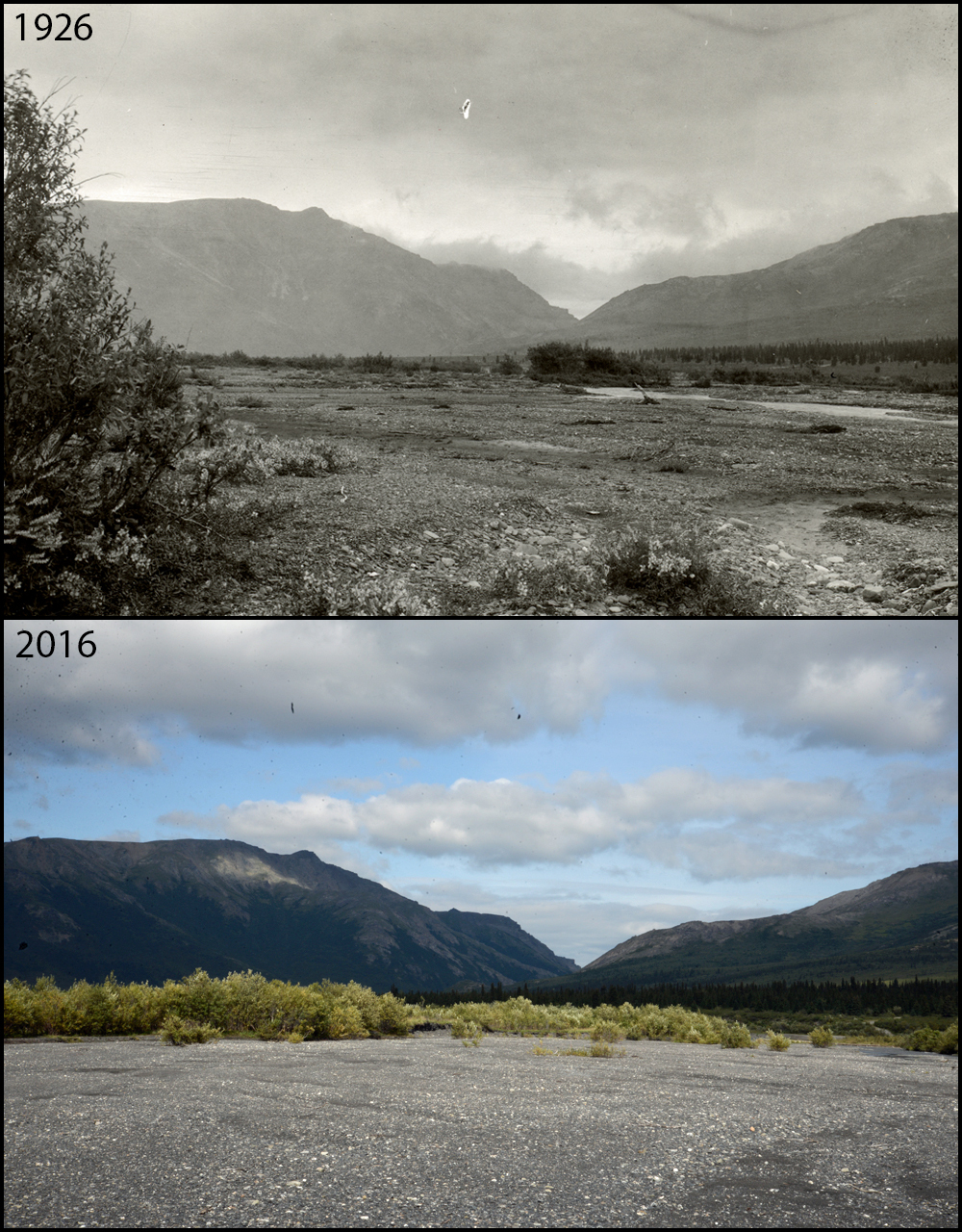 A photo pair showing Changing Shrublines at Savage River: 1926-2016