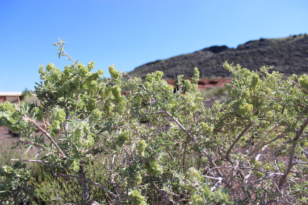 Fourwing Saltbush (Atriplex canescens)