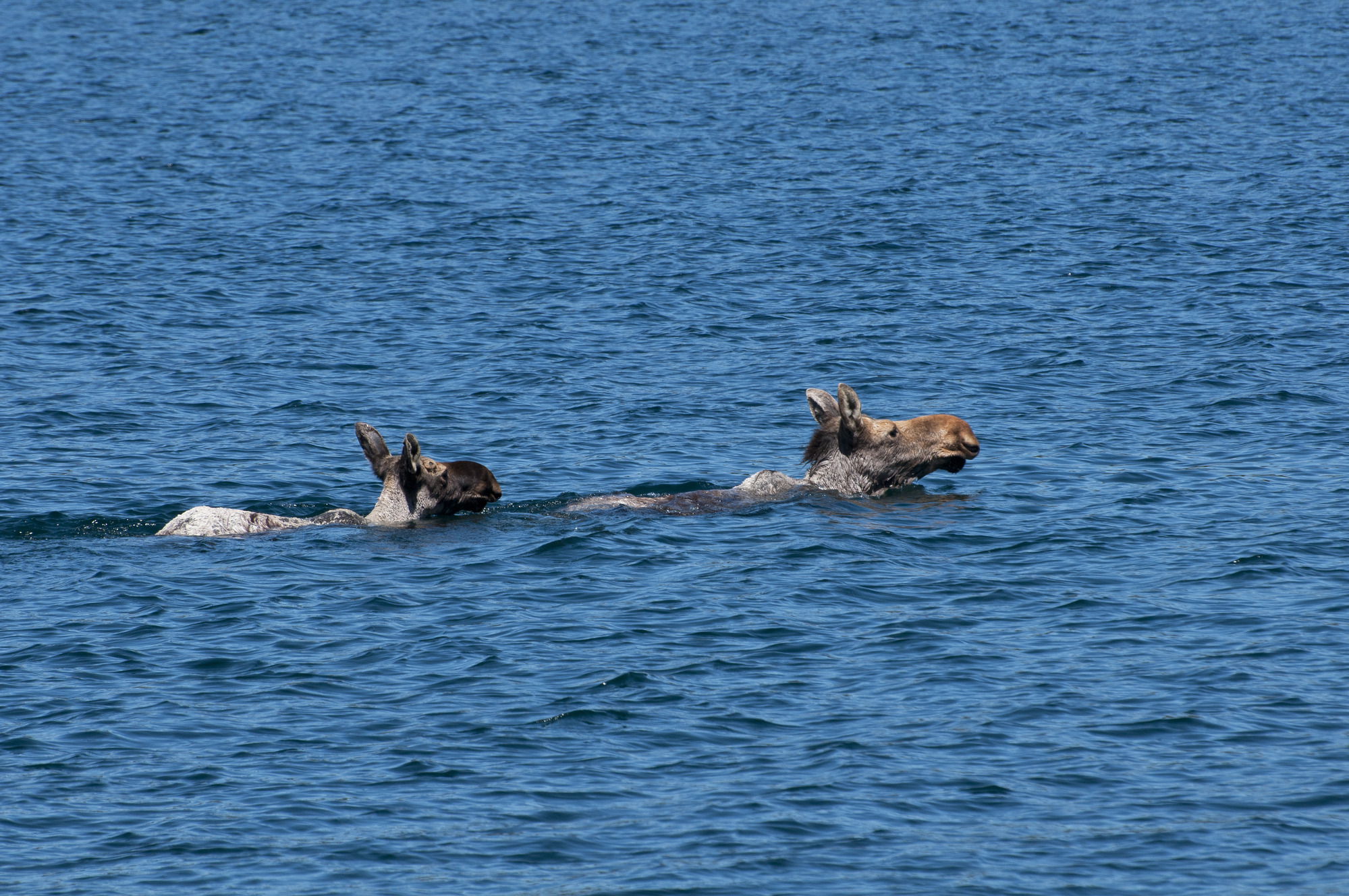 Cow moose swimming in front of her calf.