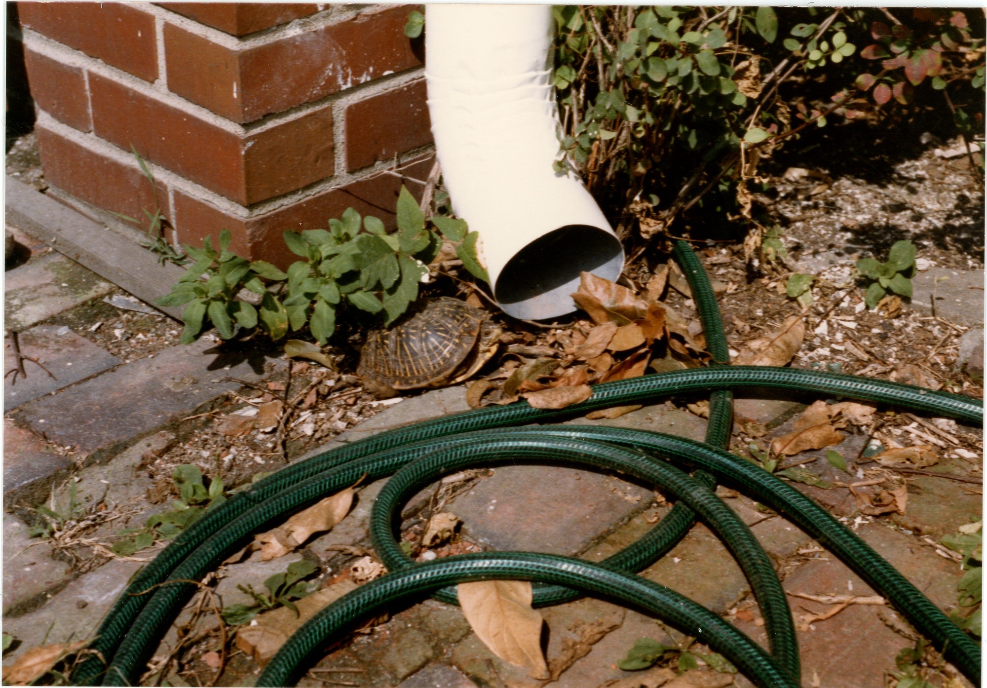 Turtle at HSTR ornate box turtle