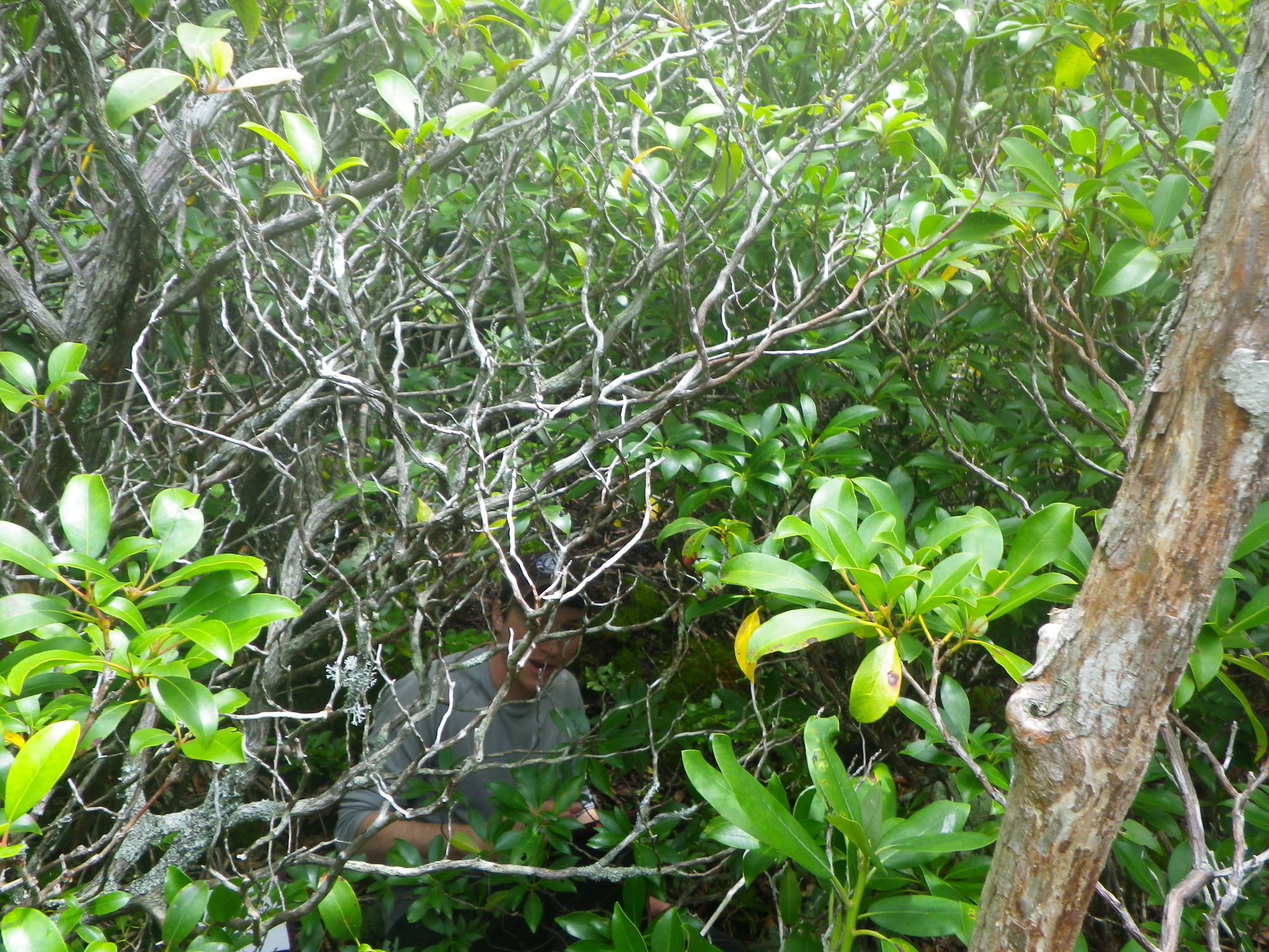 Plot Code: GRSM_AA_0611_2