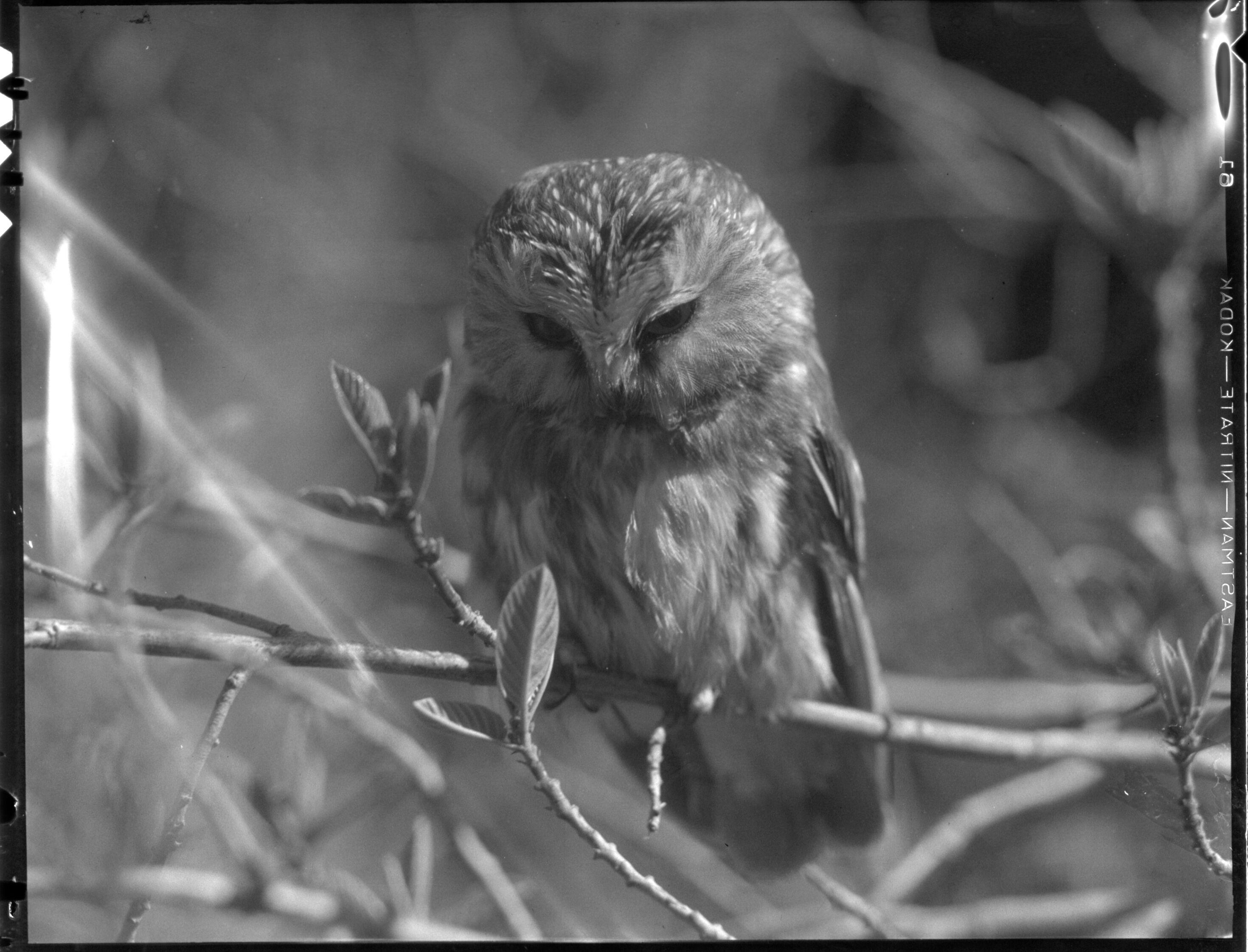Sawwhet owl