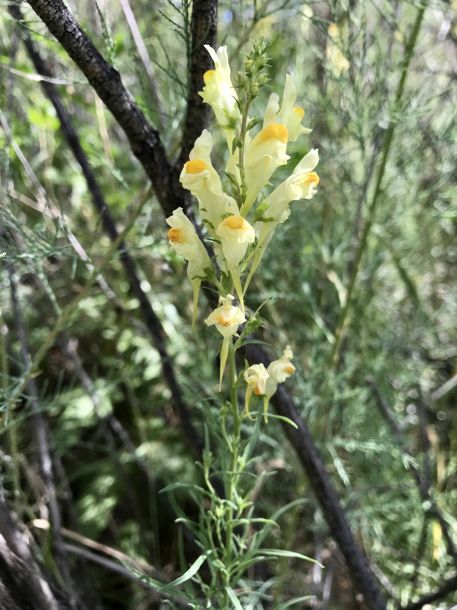 Leggy plant with yellow and orange blossoms