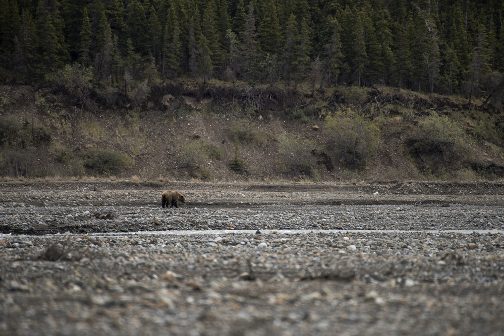 a wide gravel bar with a shallow river in the middle near which a bear is eating a moose carcass