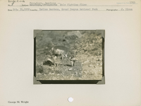 hfca_1607_iva_013_10_002_1753_a. Antelope [American Pronghorn] -- Male fighting flies.. Locality: Indian Gardens, Grand Canyon National Park. Negative #: 1753