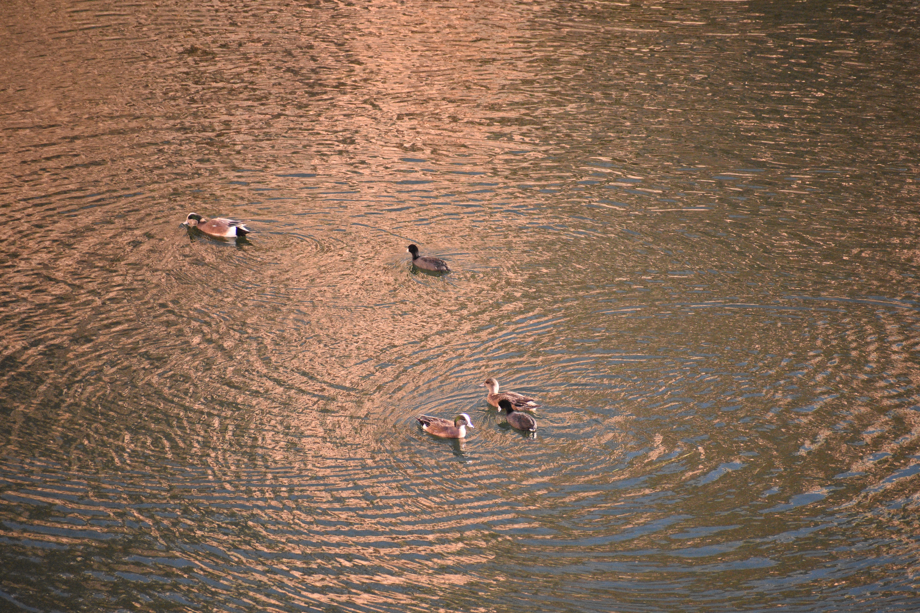 three ducks and two coots swimming